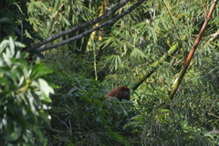 Alouatta macconnelli