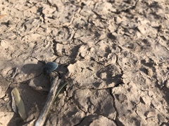 Eusattus reticulatus