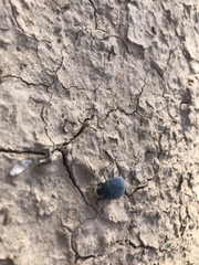 Eusattus reticulatus