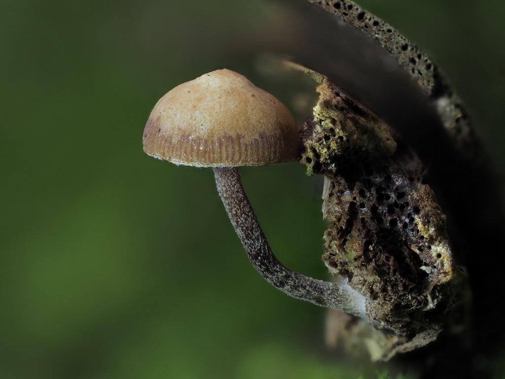 Deconica sp. 'FL01'