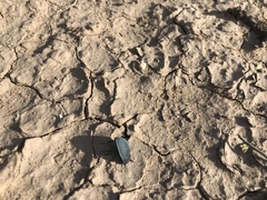 Eusattus reticulatus