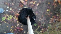 Coprinus comatus
