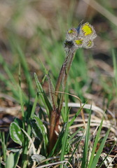 Tephroseris yukonensis