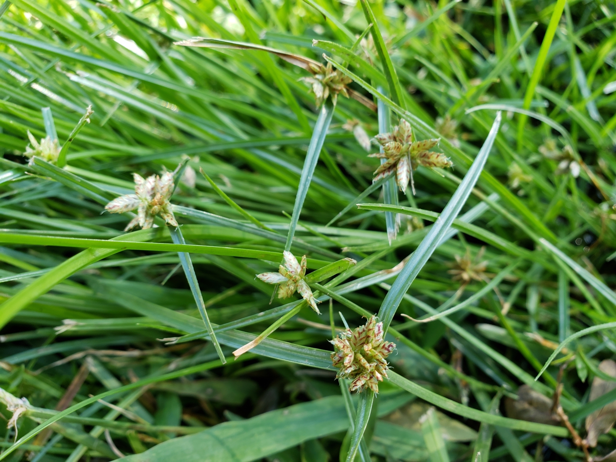 (c) Zoology123, certains droits réservés (CC BY-NC) https://www.inaturalist.org/observations/35256087