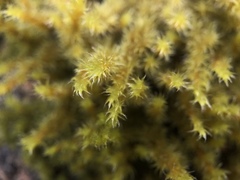 Racomitrium ericoides