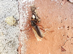 Lobopoda erythrocnemis