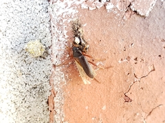 Lobopoda erythrocnemis