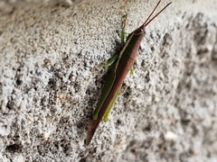 Stenacris vitreipennis