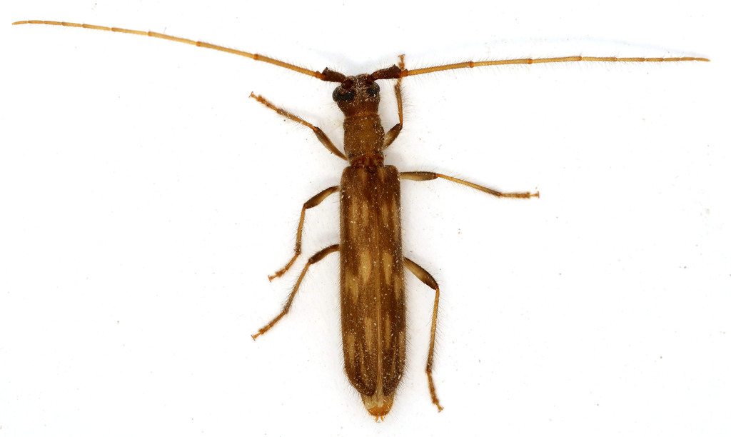 Trichopsathyrus modestus