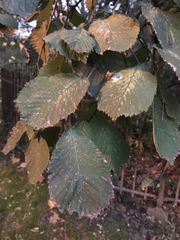 Ulmus glabra camperdownii