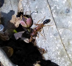 Harpegnathos saltator