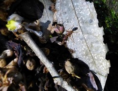 Harpegnathos saltator