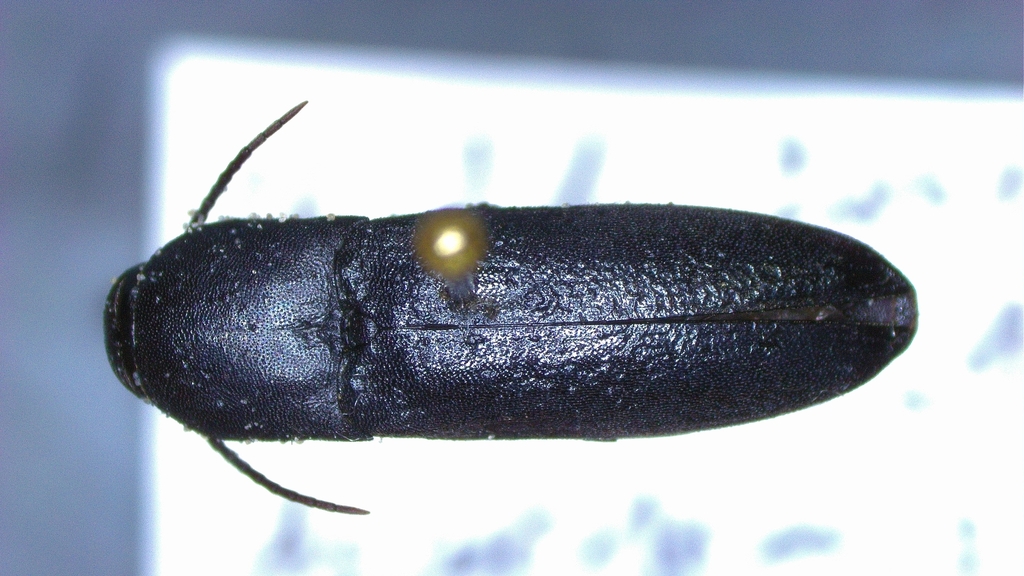Asiocnemis nitens
