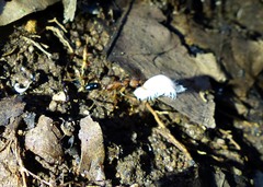 Harpegnathos saltator