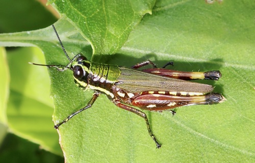 Suriname Grasshopper