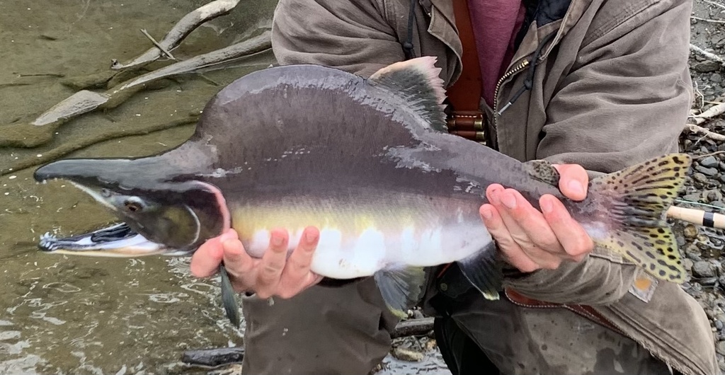 Pink Salmon