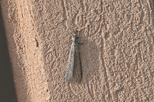 Paranthaclisis hageni