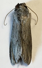 Cucullia speyeri