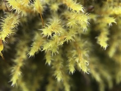 Racomitrium ericoides