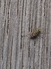 Nimbopsocus australis