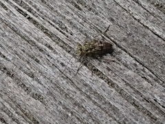 Nimbopsocus australis