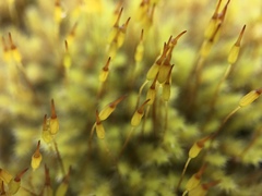 Racomitrium ericoides