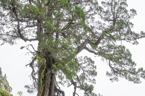 Juniperus tibetica, photograph 1