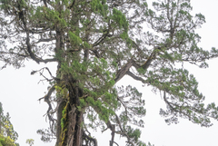 (c) Morten Ross, some rights reserved (CC BY) Juniperus tibetica, photograph (c) Morten Ross, some rights reserved (CC BY)