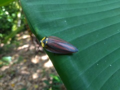 Rochaina phalerata