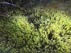 Racomitrium ericoides