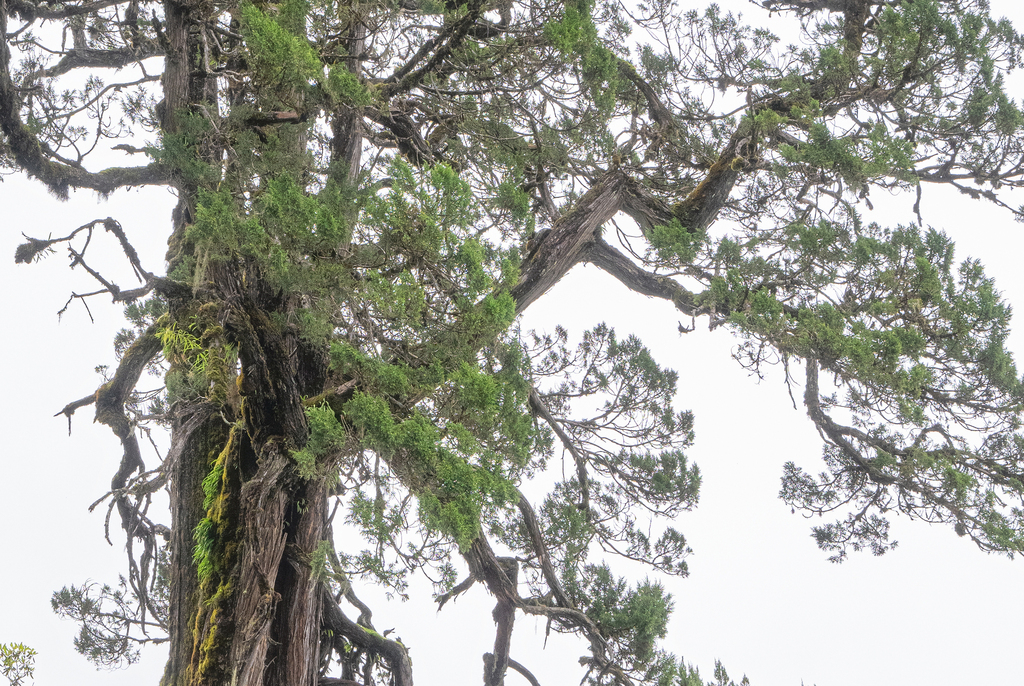 Juniperus tibetica; photograph (c) Morten Ross, some rights reserved (CC BY)