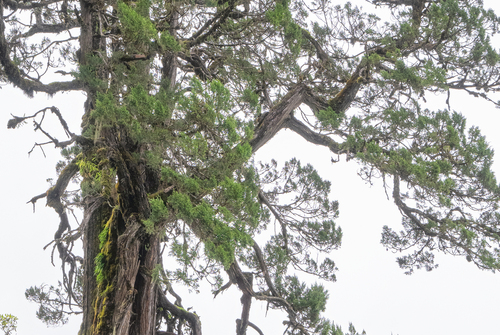 Tibetan juniper (Juniperus tibetica)