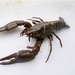 European Crayfish - Photo (c) thephoxinus, some rights reserved (CC BY-NC), uploaded by thephoxinus