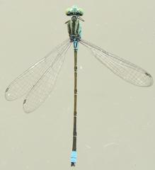 Pseudagrion nubicum
