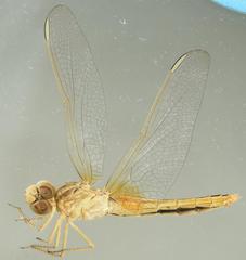 Crocothemis erythraea