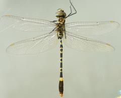 Phyllomacromia picta