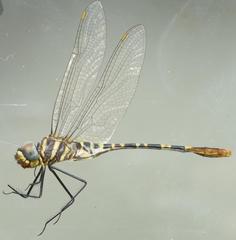 Phyllomacromia picta