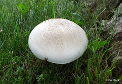 Agaricus xanthodermus