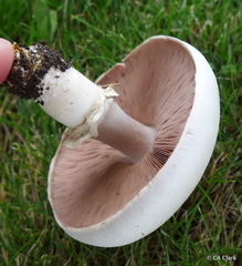 Agaricus xanthodermus