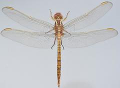 Orthetrum angustiventre