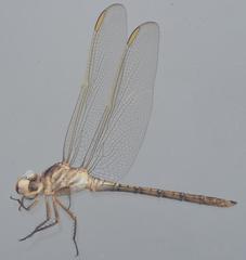 Orthetrum angustiventre