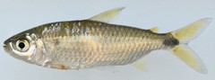 Brycinus imberi
