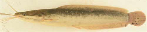 Mudfish (Clarias anguillaris) — Clariidae