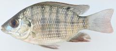Sarotherodon galilaeus