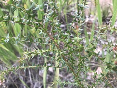 Spreading Wattle (Acacia divergens)