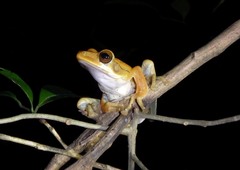 Polypedates cruciger