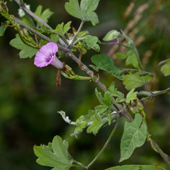Ipomoea × leucantha