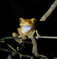 Polypedates cruciger