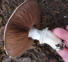 Agaricus