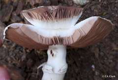 Agaricus